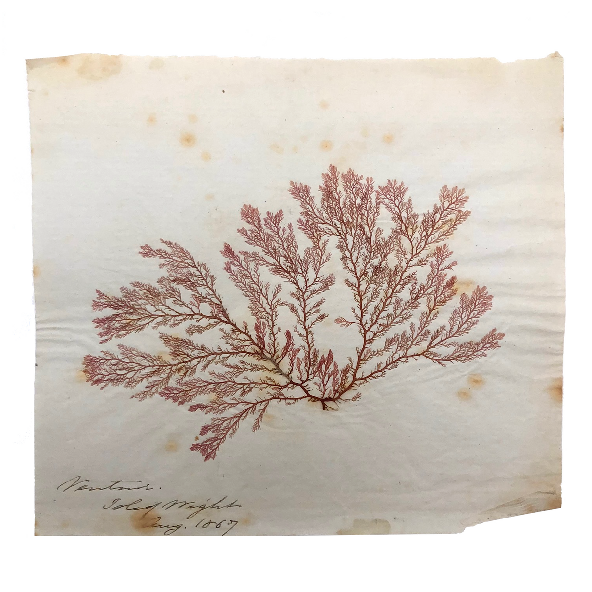 Victorian Pressed retail Seaweed