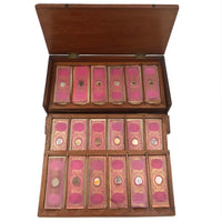 Box Full of Butterfly Wings--Lovely Victorian Case of Glass Specimen Slides