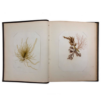 SOLD Abby Boutwell's 1881 "Seaside Gleanings" Sea Moss Album, Martha's Vineyard