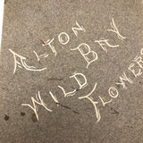 Alton Bay, NH Wildflowers, Super Sweet and Lovely Antique Handmade Mini Herbarium