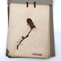 Alton Bay, NH Wildflowers, Super Sweet and Lovely Antique Handmade Mini Herbarium