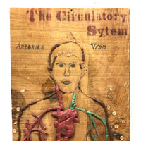 The Circulatory System!