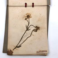 Alton Bay, NH Wildflowers, Super Sweet and Lovely Antique Handmade Mini Herbarium