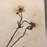 Alton Bay, NH Wildflowers, Super Sweet and Lovely Antique Handmade Mini Herbarium