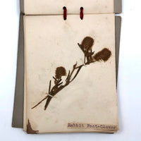 Alton Bay, NH Wildflowers, Super Sweet and Lovely Antique Handmade Mini Herbarium