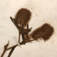 Alton Bay, NH Wildflowers, Super Sweet and Lovely Antique Handmade Mini Herbarium