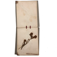 Alton Bay, NH Wildflowers, Super Sweet and Lovely Antique Handmade Mini Herbarium