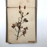 Alton Bay, NH Wildflowers, Super Sweet and Lovely Antique Handmade Mini Herbarium