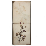 Alton Bay, NH Wildflowers, Super Sweet and Lovely Antique Handmade Mini Herbarium