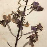 Alton Bay, NH Wildflowers, Super Sweet and Lovely Antique Handmade Mini Herbarium