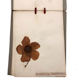 Alton Bay, NH Wildflowers, Super Sweet and Lovely Antique Handmade Mini Herbarium