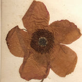 Alton Bay, NH Wildflowers, Super Sweet and Lovely Antique Handmade Mini Herbarium