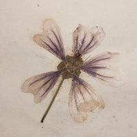 Alton Bay, NH Wildflowers, Super Sweet and Lovely Antique Handmade Mini Herbarium