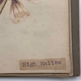 Alton Bay, NH Wildflowers, Super Sweet and Lovely Antique Handmade Mini Herbarium