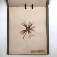 Alton Bay, NH Wildflowers, Super Sweet and Lovely Antique Handmade Mini Herbarium