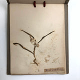 Alton Bay, NH Wildflowers, Super Sweet and Lovely Antique Handmade Mini Herbarium