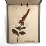 Alton Bay, NH Wildflowers, Super Sweet and Lovely Antique Handmade Mini Herbarium