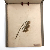 Alton Bay, NH Wildflowers, Super Sweet and Lovely Antique Handmade Mini Herbarium