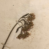 Alton Bay, NH Wildflowers, Super Sweet and Lovely Antique Handmade Mini Herbarium