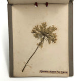 Alton Bay, NH Wildflowers, Super Sweet and Lovely Antique Handmade Mini Herbarium