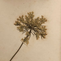 Alton Bay, NH Wildflowers, Super Sweet and Lovely Antique Handmade Mini Herbarium