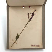 Alton Bay, NH Wildflowers, Super Sweet and Lovely Antique Handmade Mini Herbarium