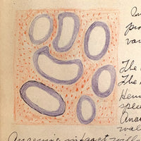 1901 Pathology/Bacteriology Marbled Cover Notebook with Gorgeous Colored Pencil Illustrations Throughout, NYC