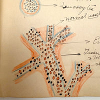 1901 Pathology/Bacteriology Marbled Cover Notebook with Gorgeous Colored Pencil Illustrations Throughout, NYC