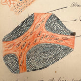 1901 Pathology/Bacteriology Marbled Cover Notebook with Gorgeous Colored Pencil Illustrations Throughout, NYC