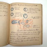 1901 Pathology/Bacteriology Marbled Cover Notebook with Gorgeous Colored Pencil Illustrations Throughout, NYC