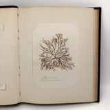 SOLD Abby Boutwell's 1881 "Seaside Gleanings" Sea Moss Album, Martha's Vineyard