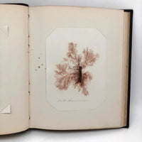 SOLD Abby Boutwell's 1881 "Seaside Gleanings" Sea Moss Album, Martha's Vineyard