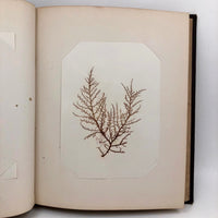 SOLD Abby Boutwell's 1881 "Seaside Gleanings" Sea Moss Album, Martha's Vineyard