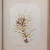 SOLD Abby Boutwell's 1881 "Seaside Gleanings" Sea Moss Album, Martha's Vineyard