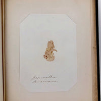 SOLD Abby Boutwell's 1881 "Seaside Gleanings" Sea Moss Album, Martha's Vineyard