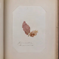 SOLD Abby Boutwell's 1881 "Seaside Gleanings" Sea Moss Album, Martha's Vineyard