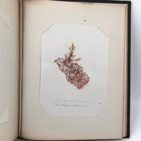 SOLD Abby Boutwell's 1881 "Seaside Gleanings" Sea Moss Album, Martha's Vineyard