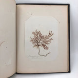 SOLD Abby Boutwell's 1881 "Seaside Gleanings" Sea Moss Album, Martha's Vineyard