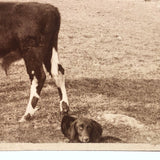 Boy, Cow, Dog, Pregnant Mother, Couple, Beautiful Antique Mounted Albumen Farm Photograph