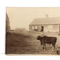 Boy, Cow, Dog, Pregnant Mother, Couple, Beautiful Antique Mounted Albumen Farm Photograph