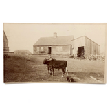 Boy, Cow, Dog, Pregnant Mother, Couple, Beautiful Antique Mounted Albumen Farm Photograph