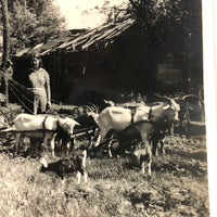 Character-full Homesteaders with Goat-drawn Wagons, Curious c. 1940s RPPC