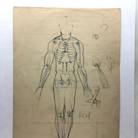 Marcia Hoyle's Large Vintage Anatomical Drawing with Sacrum Heart at the Center