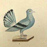 Exquisite c. 1840s German Zoological Watercolor: Four Doves / Pigeons