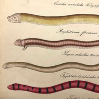 Exquisite c. 1840s German Zoological Watercolor: Unusual Variety of Snake-like Creatures!