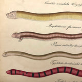 Exquisite c. 1840s German Zoological Watercolor: Unusual Variety of Snake-like Creatures!