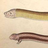 Exquisite c. 1840s German Zoological Watercolor: Unusual Variety of Snake-like Creatures!