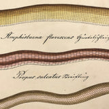 Exquisite c. 1840s German Zoological Watercolor: Unusual Variety of Snake-like Creatures!