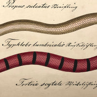 Exquisite c. 1840s German Zoological Watercolor: Unusual Variety of Snake-like Creatures!