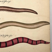 Exquisite c. 1840s German Zoological Watercolor: Unusual Variety of Snake-like Creatures!